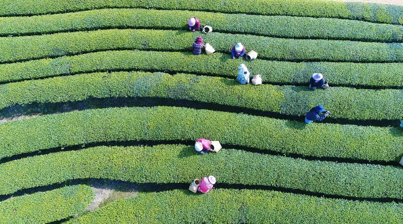 福建省福州市連江縣長龍鎮的茶農搶抓農時，穿梭在郁郁蔥蔥的茶壟間。圖片來源：中國氣象局