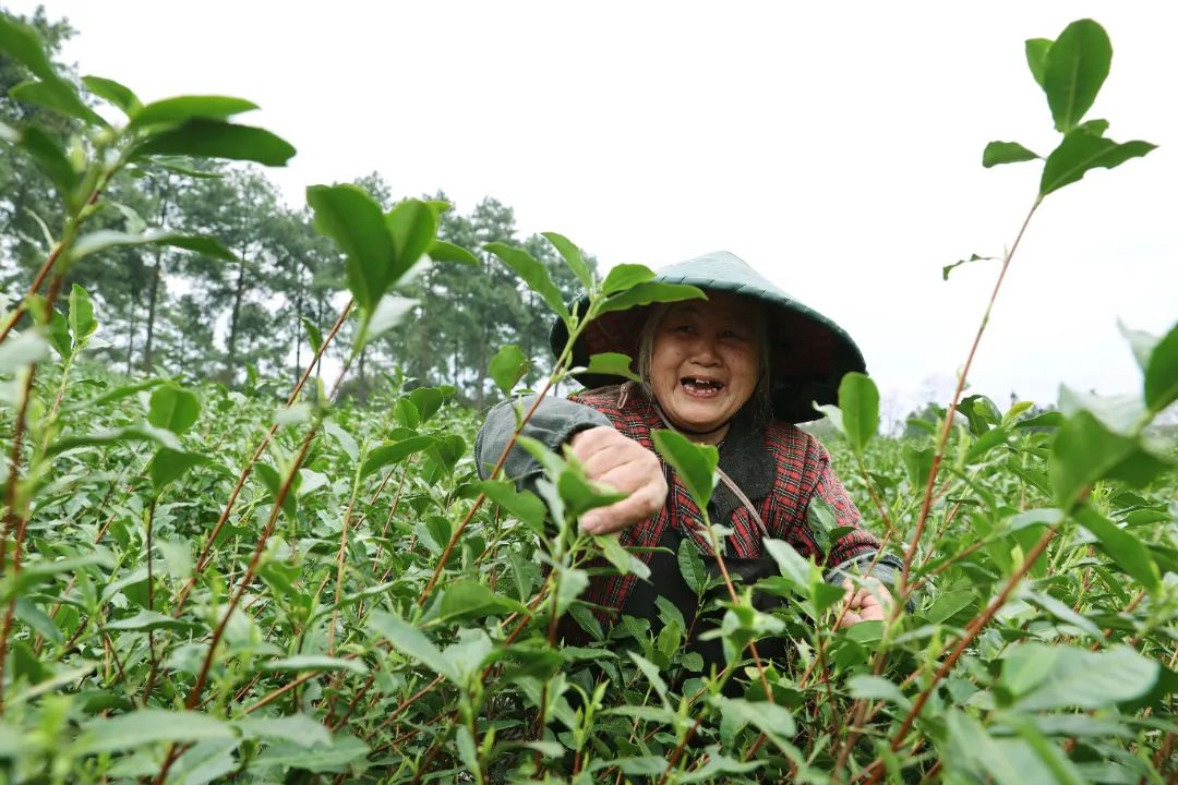 茶農們正搶抓晴好天氣採摘春茶。圖片來源：中國氣象局