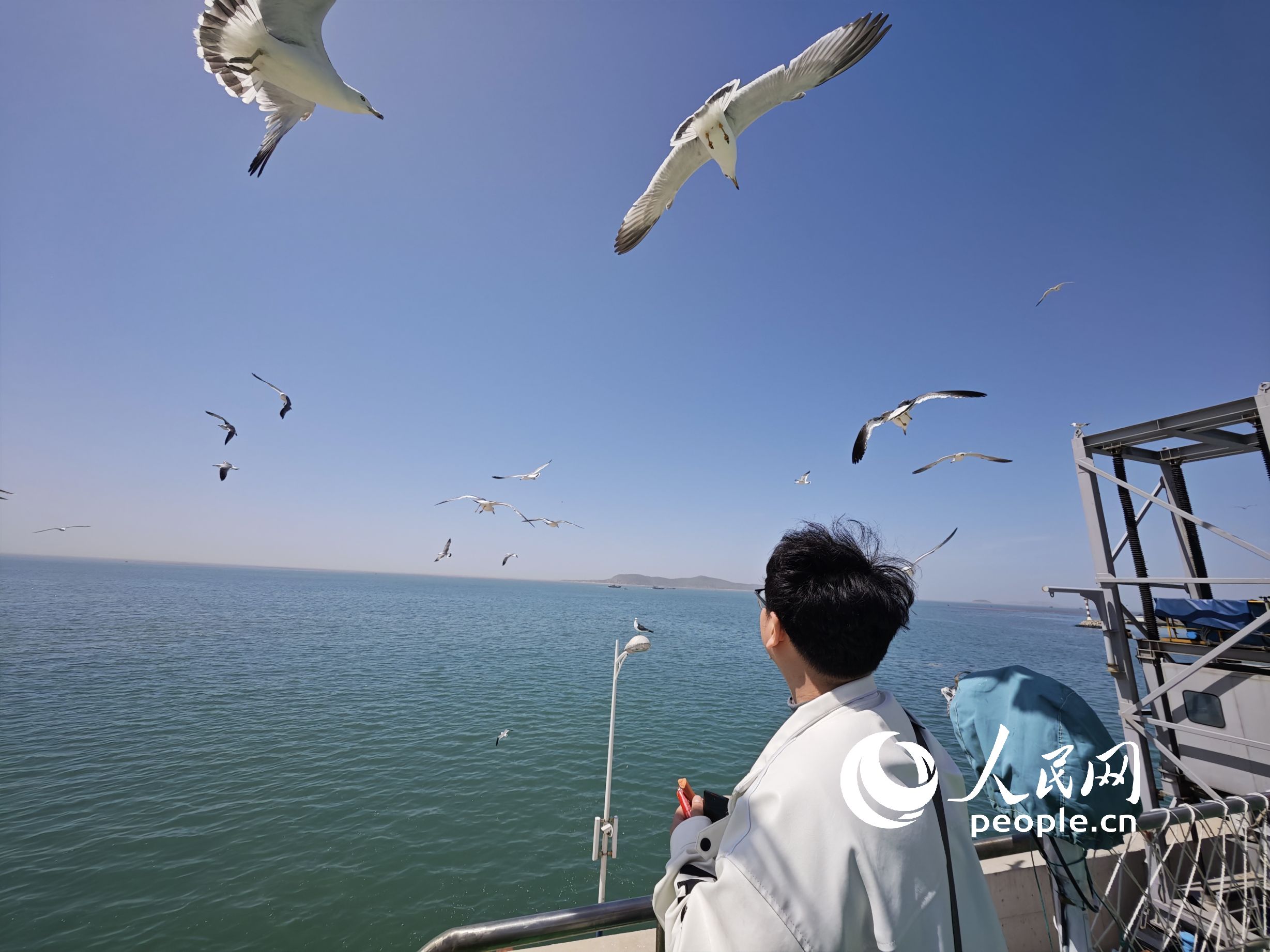 山東煙台，前往長島景區的游客正在輪渡上喂海鷗。人民網記者 王天樂攝 