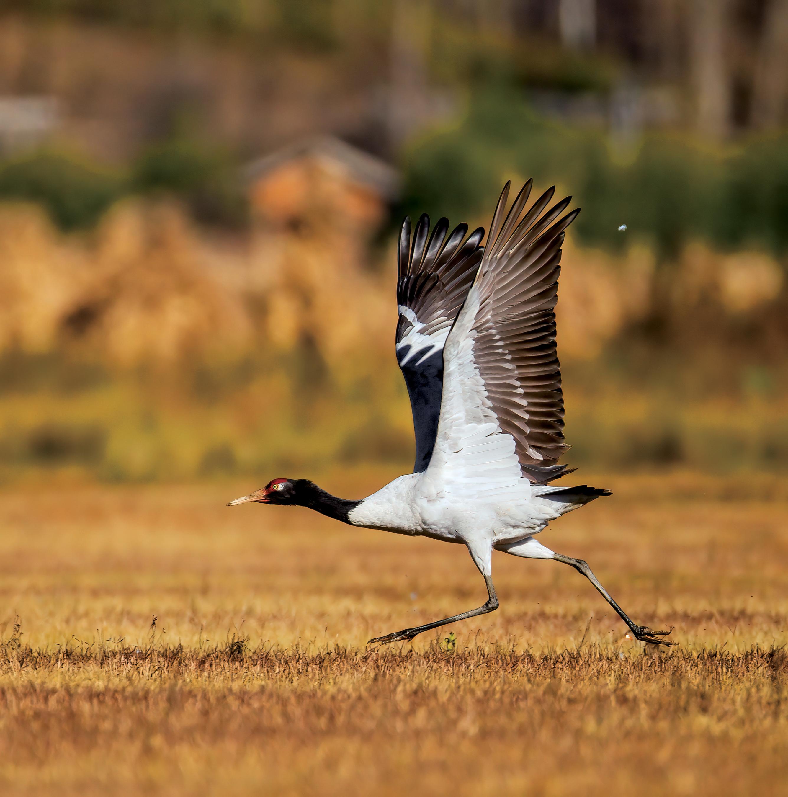 黑頸鶴展翅飛翔。國家林業和草原局供圖