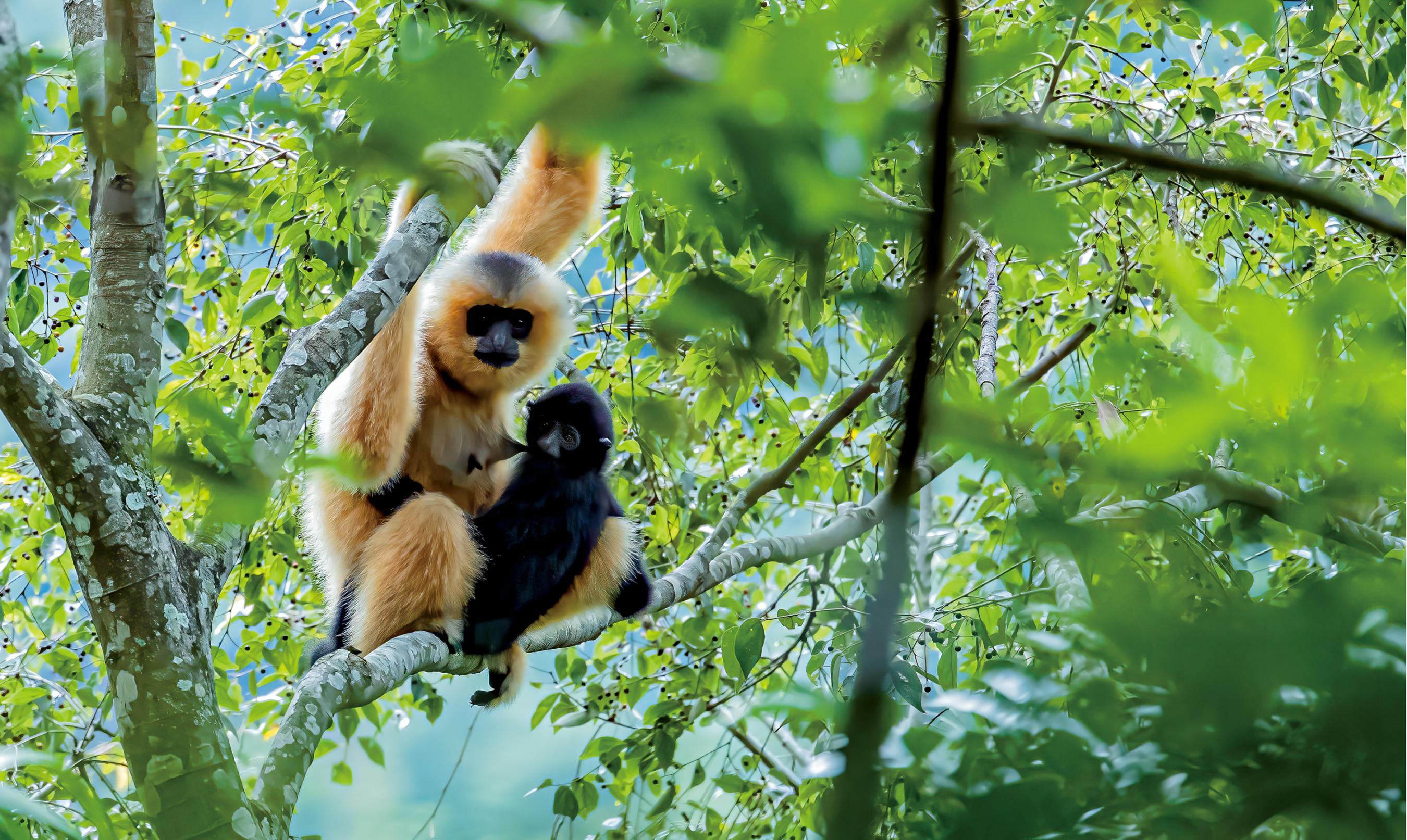 海南長臂猿種群數量由5群32隻增長到6群37隻。國家林業和草原局供圖