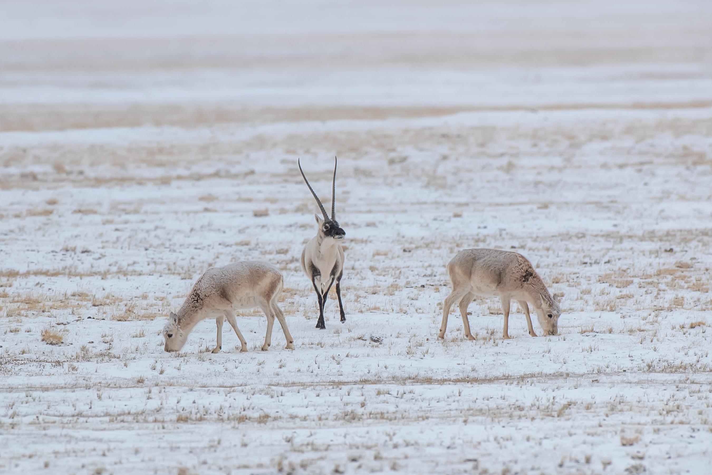 三江源地區藏羚羊種群數量已經恢復到約30萬隻。國家林業和草原局供圖