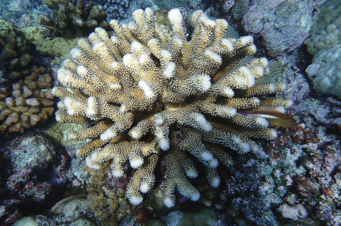 黄岩岛海域发现的埃氏杯形珊瑚。生态环境部华南环境科学研究所供图