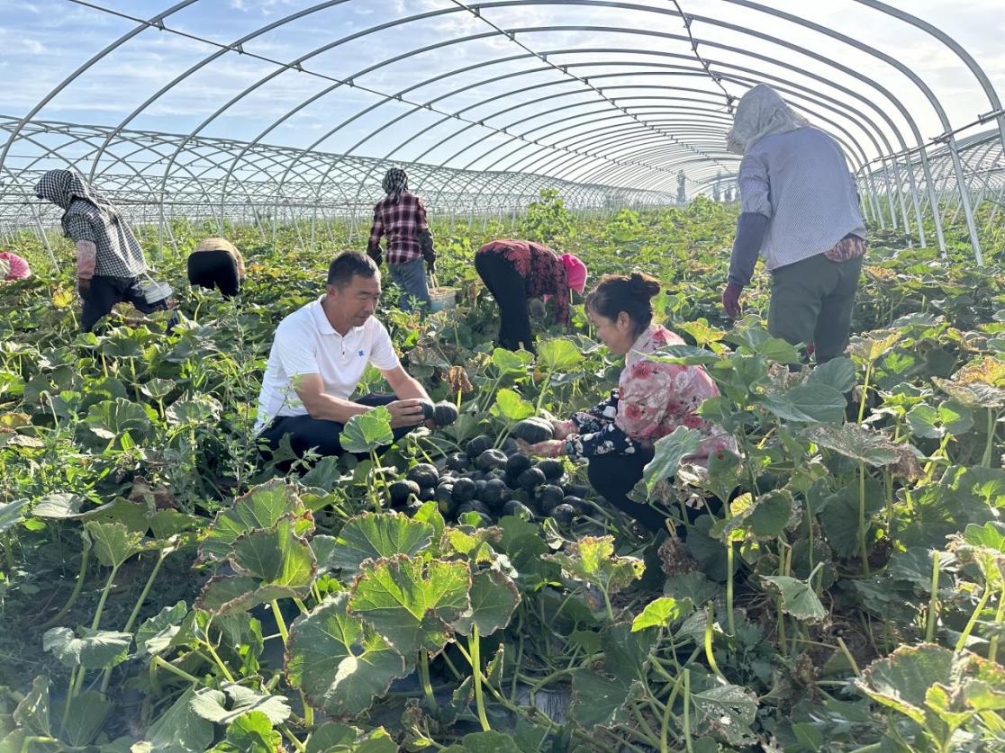 陳小軍與種植戶交流實施水肥一體化后農作物增產、效益增加情況。受訪者供圖