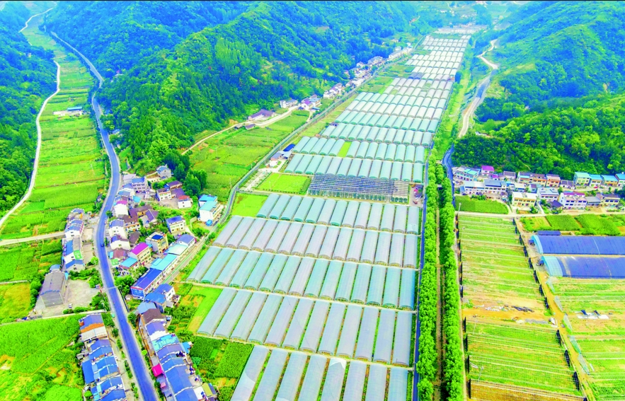 香口乡好香口蔬菜基地 郧轩文摄