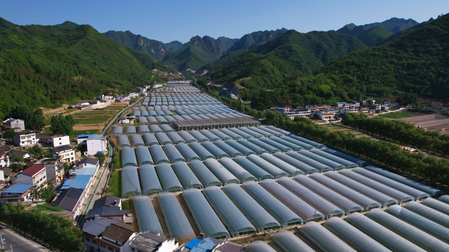 香口好香口蔬菜基地 徐军摄