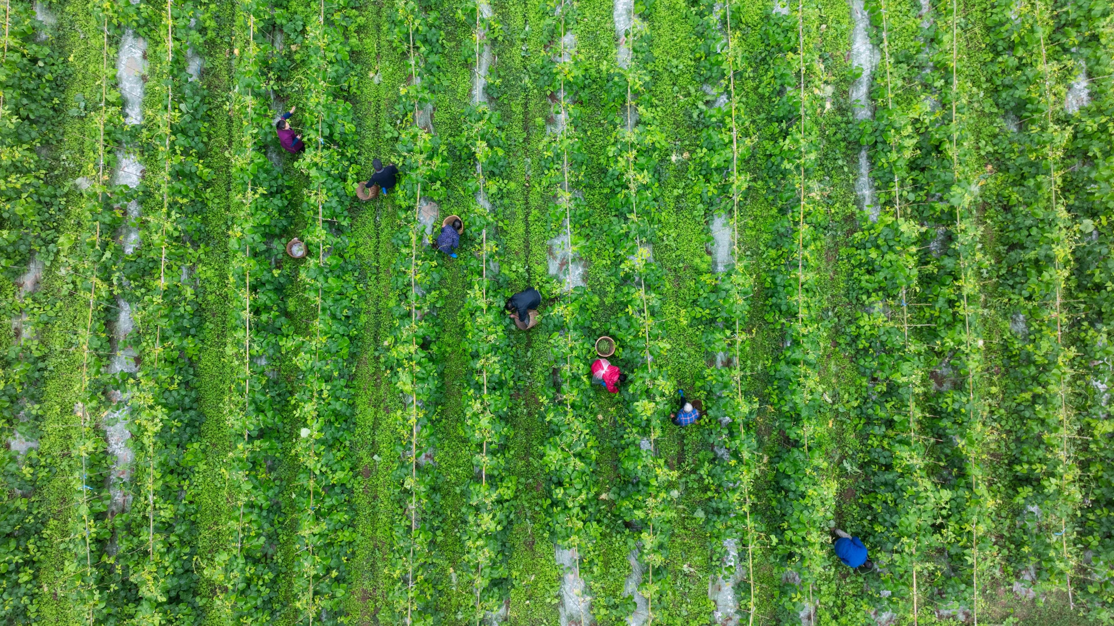 小雪节气，在四川省遂宁市的一无筋豆种植基地，村民正抓紧时间采摘。张勤宝摄