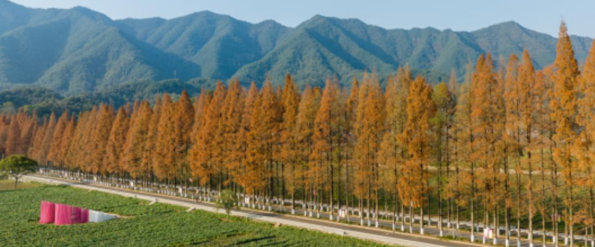 高質量發展調研行︱我在新時代富春山居圖裡看風景