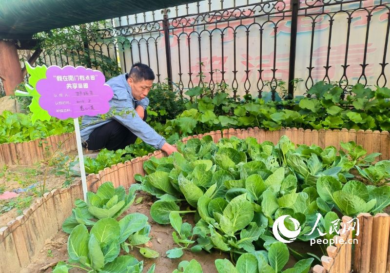 小區居民正在打理菜園。 人民網記者 王天樂攝