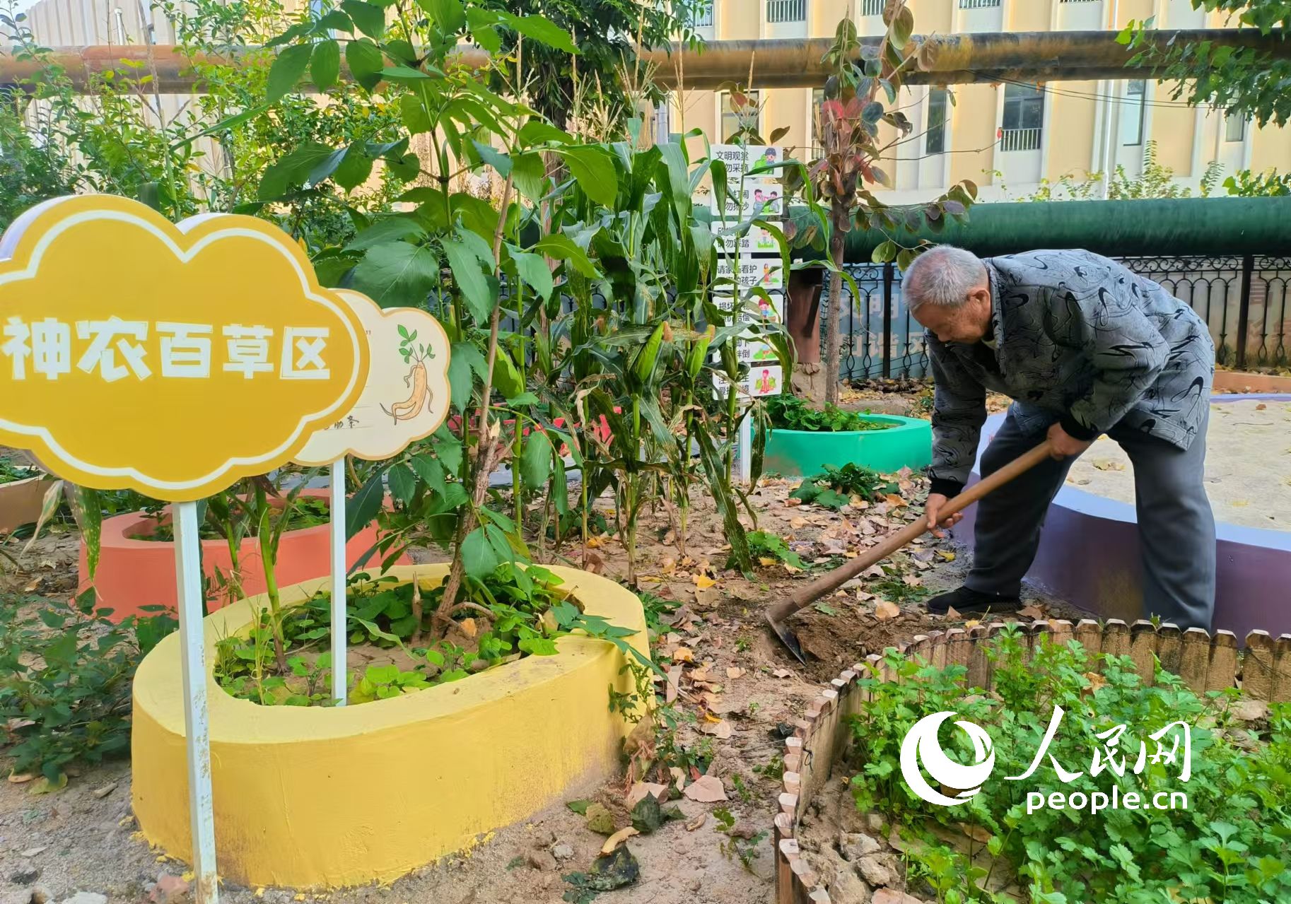 小區居民正在打理菜園。人民網記者 王天樂攝