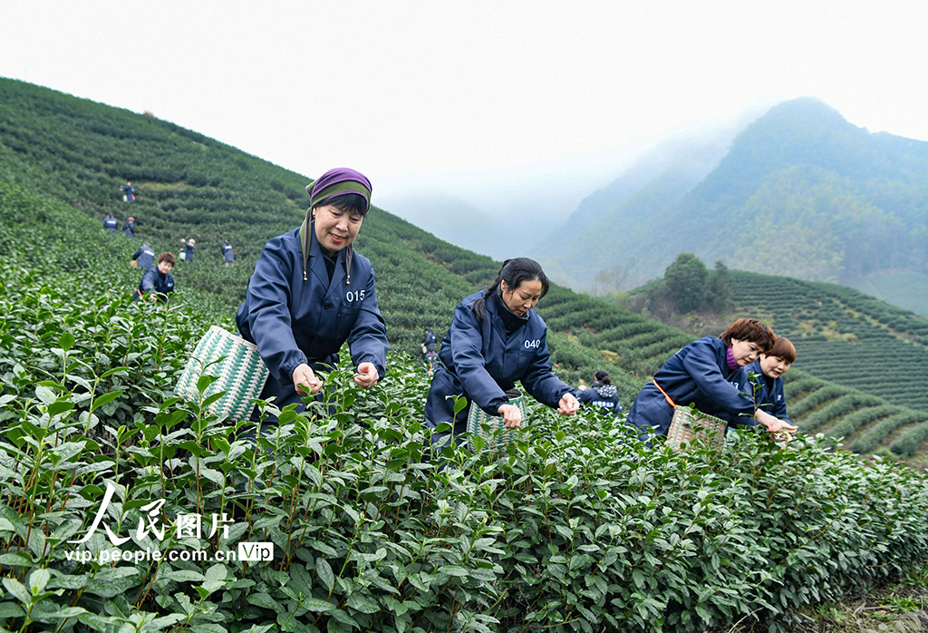 浙江武義：春茶開採