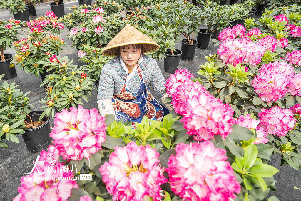 贵州毕节：花卉基地科技+