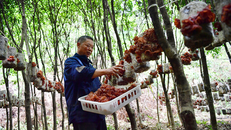 行进中国 | 绿荫树下宝藏多