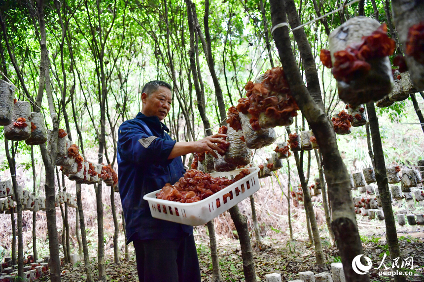 行进中国 | 绿荫树下宝藏多