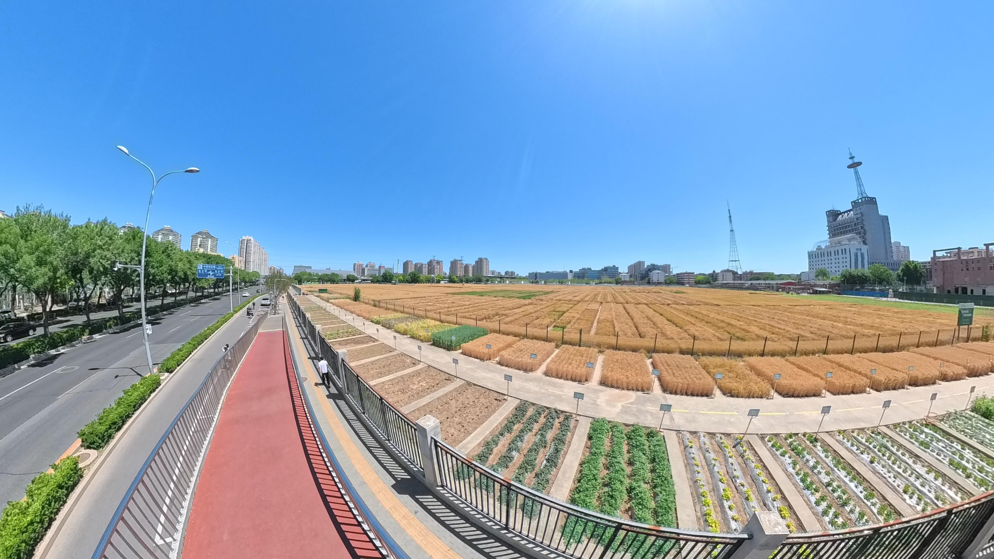 金黃的麥田與湛藍的天空構成獨特的城市田園美景。人民網記者 王天樂攝