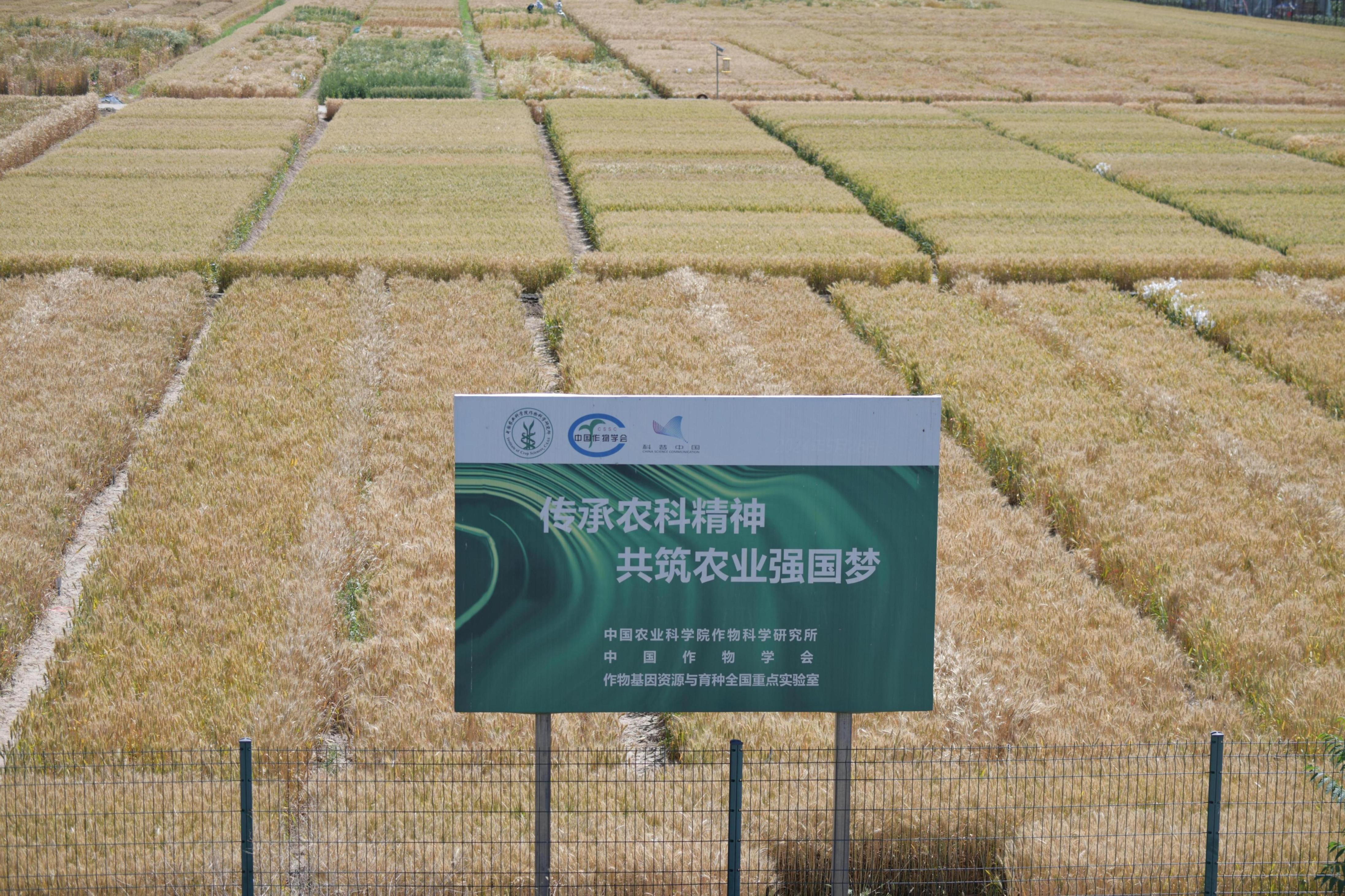 中國農業科學院作物科學研究所的試驗田裡，小麥即將迎來收獲季。人民網記者 李棟攝