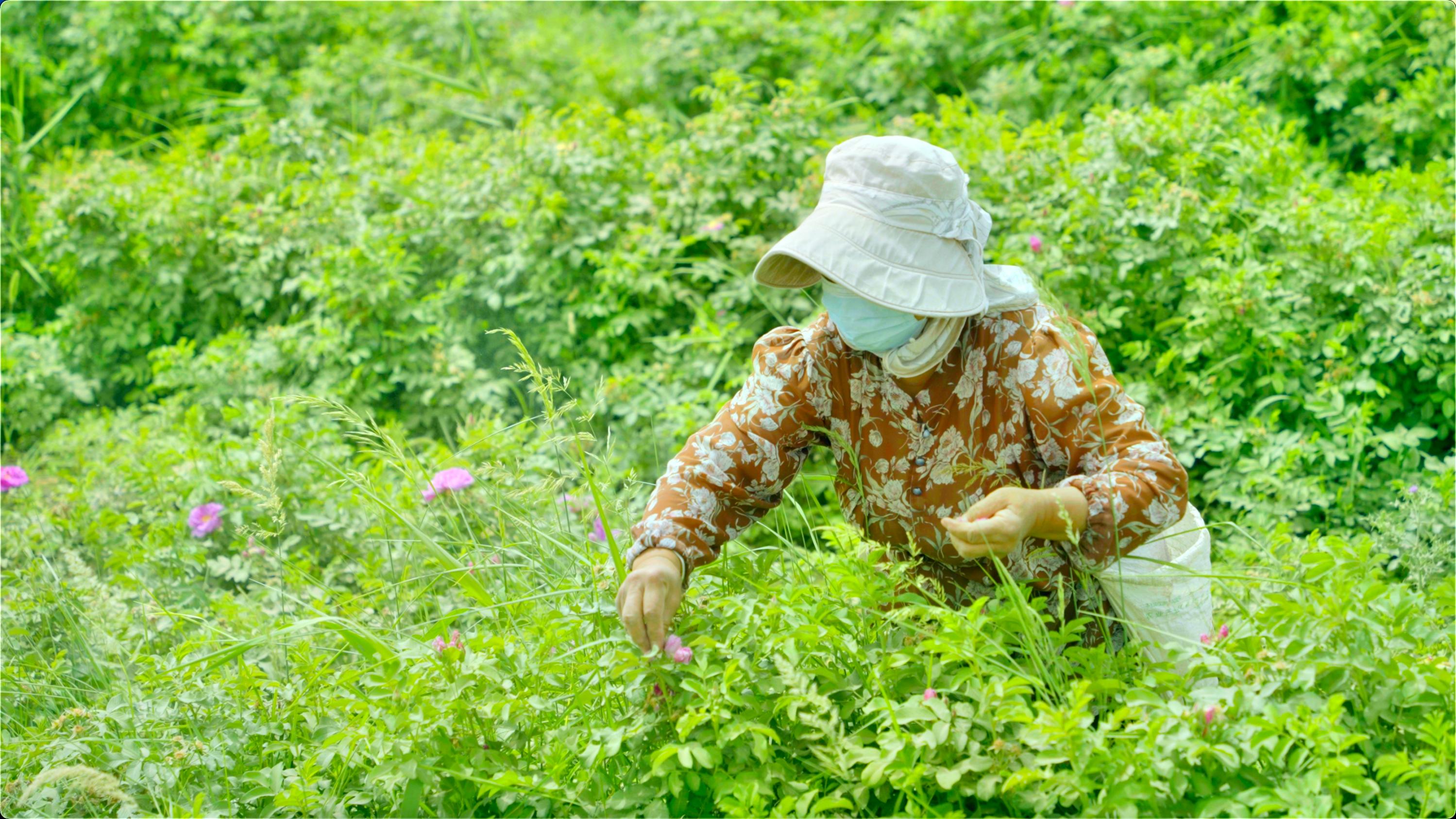 当地群众采摘玫瑰。人民网记者 王天乐摄