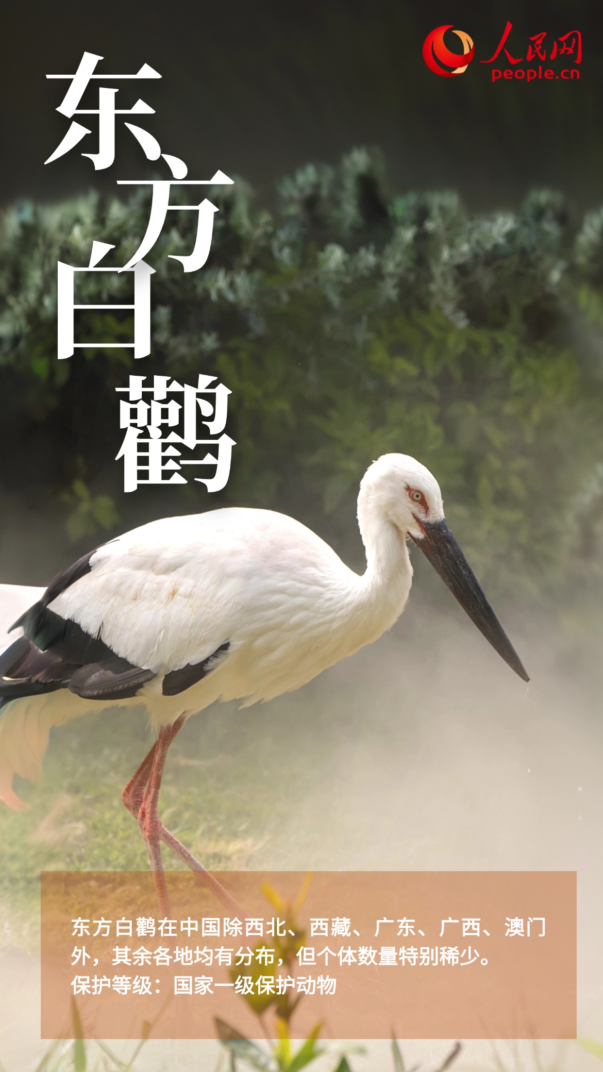 集运指数（欧线）期货部分合约保证金比例调整