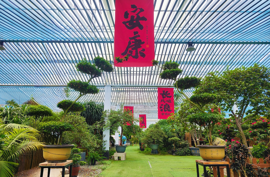 行进中国丨闽西小镇藏着“杜鹃花王国”