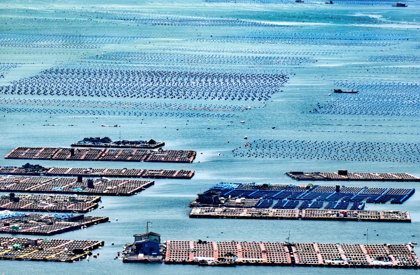 行进中国丨这片“海上牧场” “鲍”发力十足