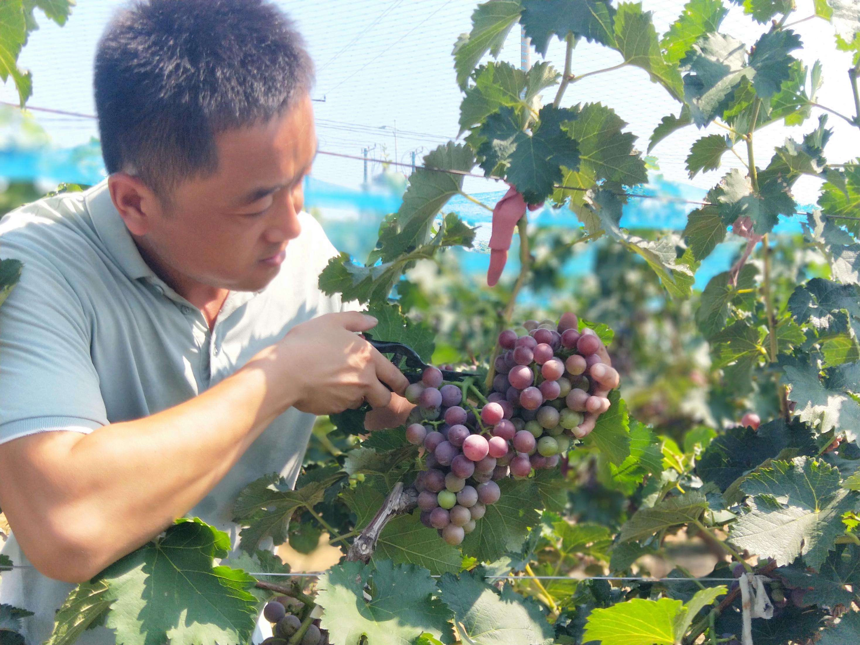 河北威县戚霍寨村民戚立波在种植园管护葡萄。人民网记者 李栋摄