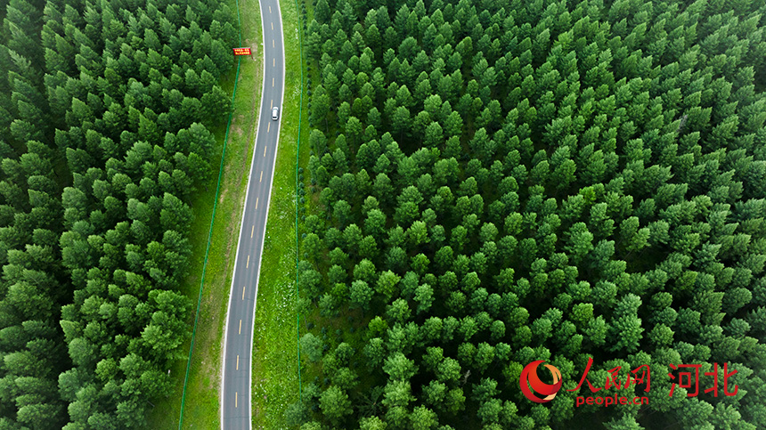 行进中国丨塞罕坝绿色进度条→已加载 82%