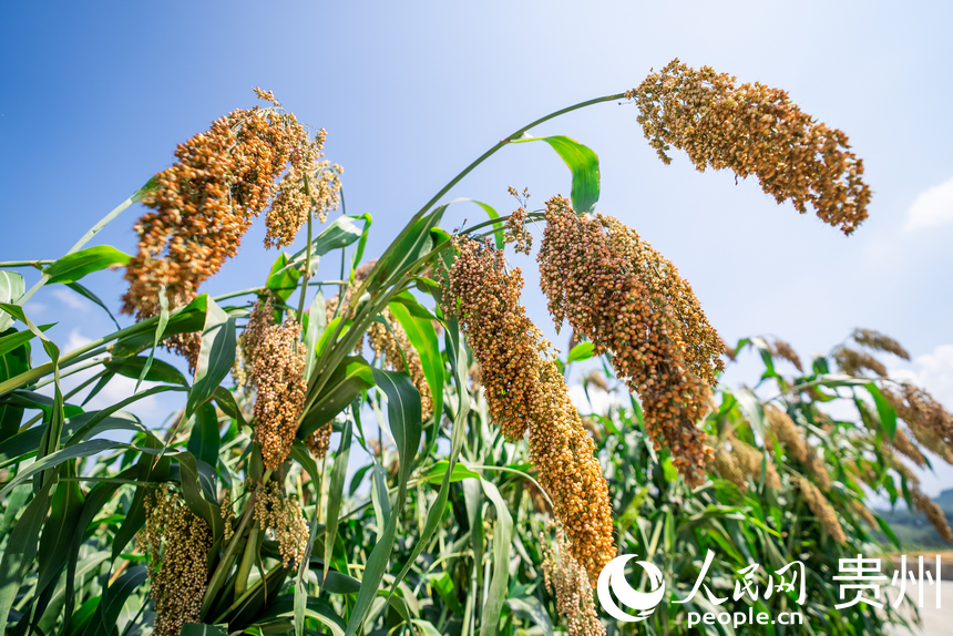 行进中国|仁怀:万亩高粱待丰收 山地农业显活力