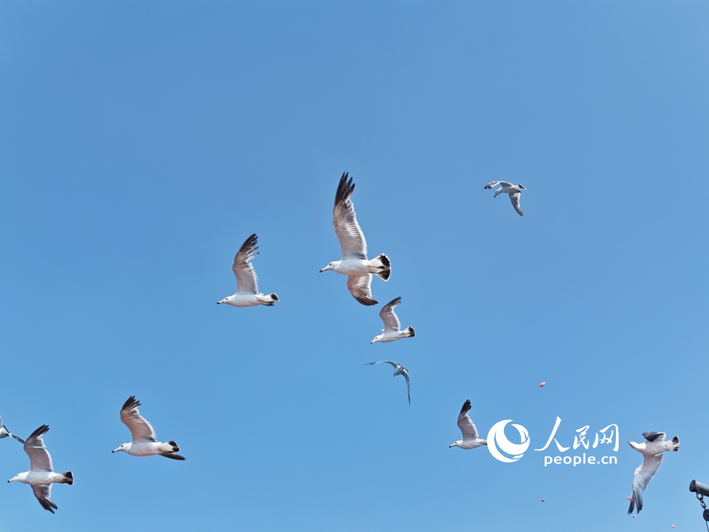 天空翱翔的海鸥。人民网记者 王天乐摄