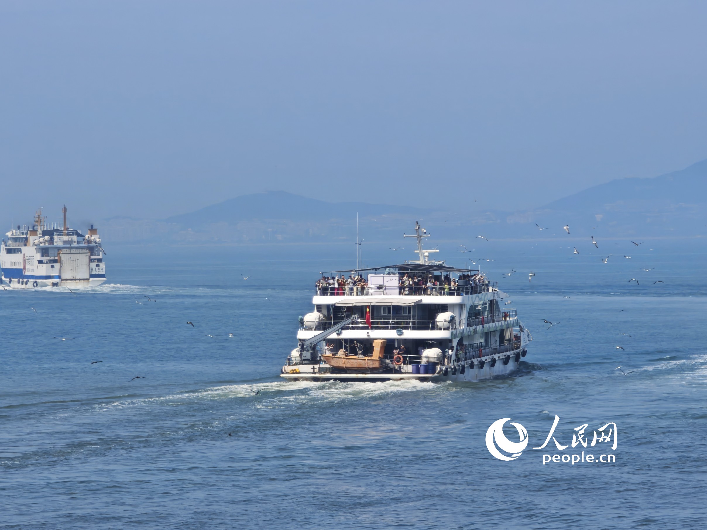 海鸥围绕着轮渡。人民网记者 王天乐摄
