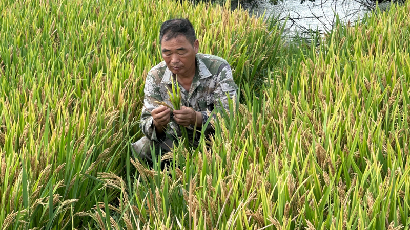 程太平正在稻田里研究水稻品种。人民网记者 王绍绍摄