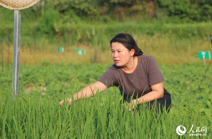 行进中国丨新农人筑梦“湘”村