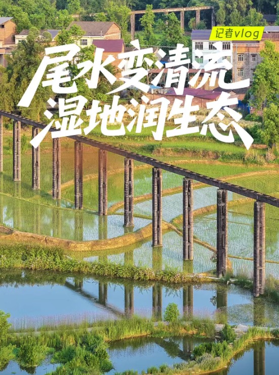 行进中国丨记者Vlog：尾水变清流 湿地润生态