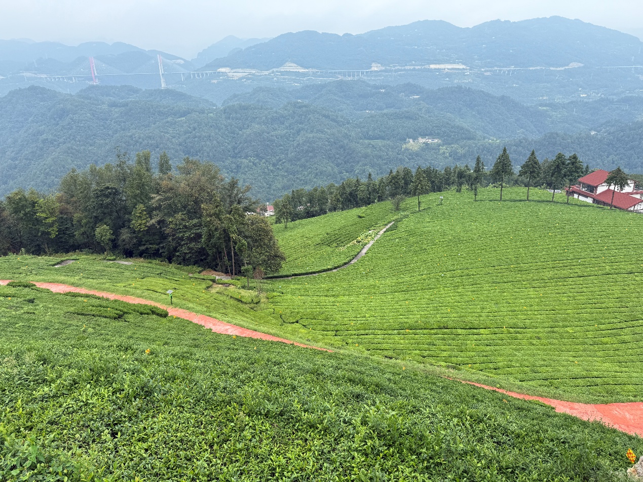 青崗嶺生態茶園。張雋攝