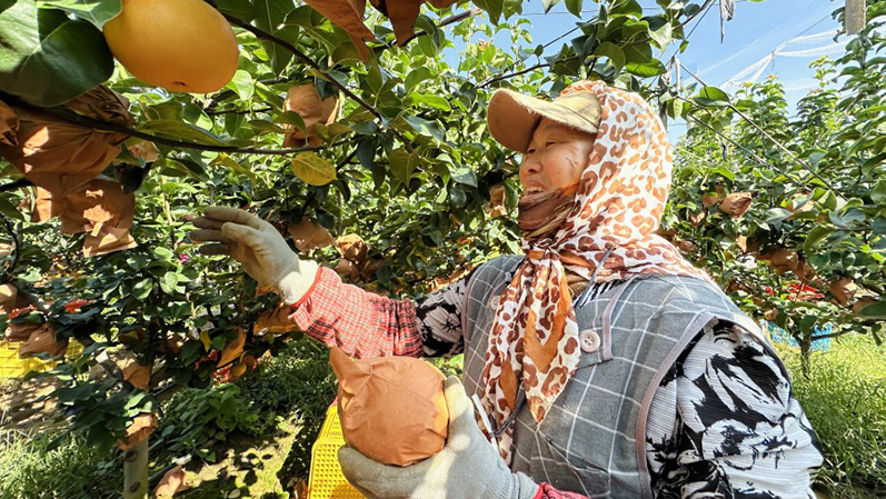 行進中國︱梨中“秋月”,映照豐收圖景