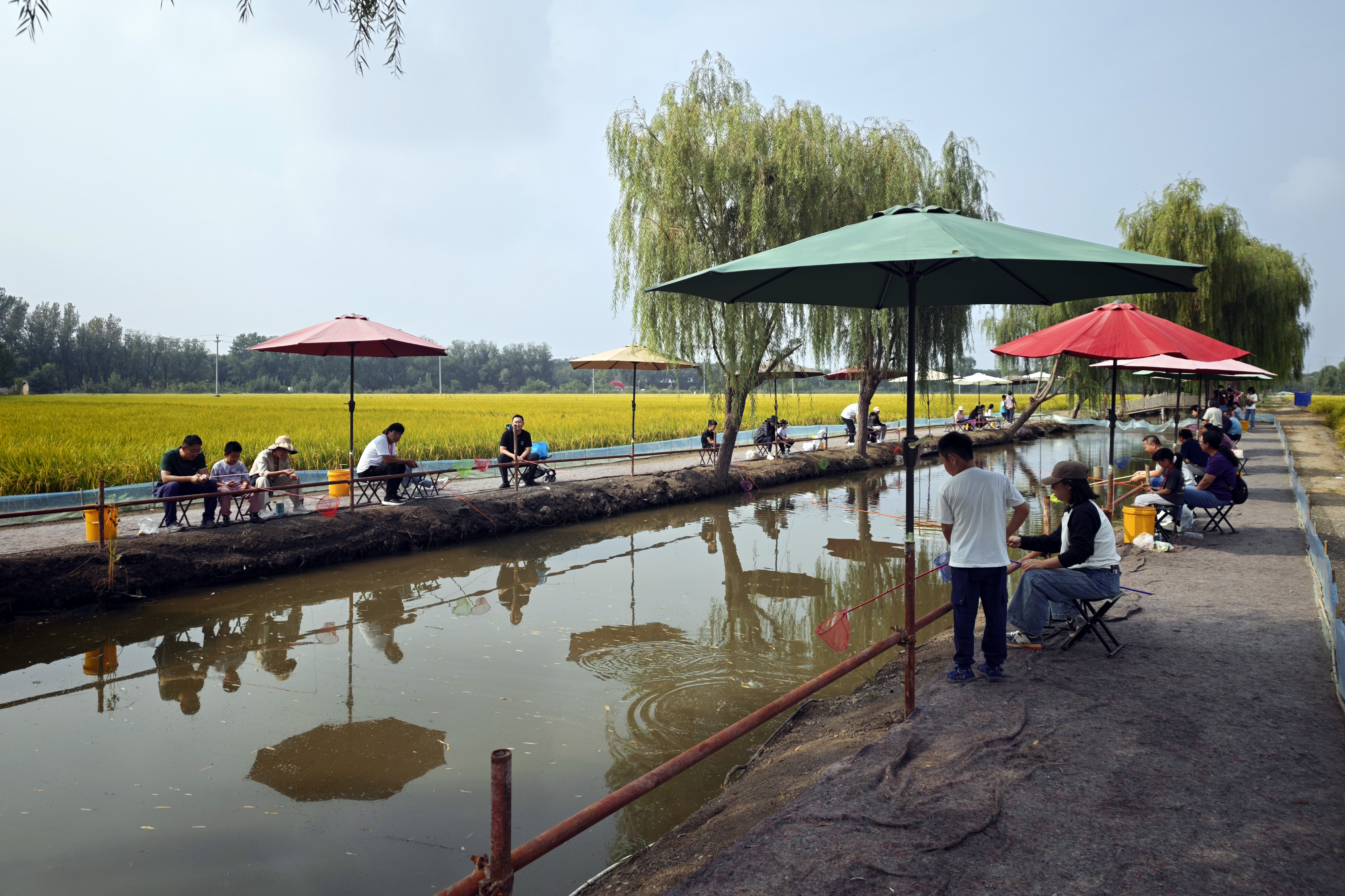 2025年10月4日，游客在天津市宝坻区黄庄镇小辛码头村的稻田旁钓稻田蟹。人民网记者 孙一凡摄