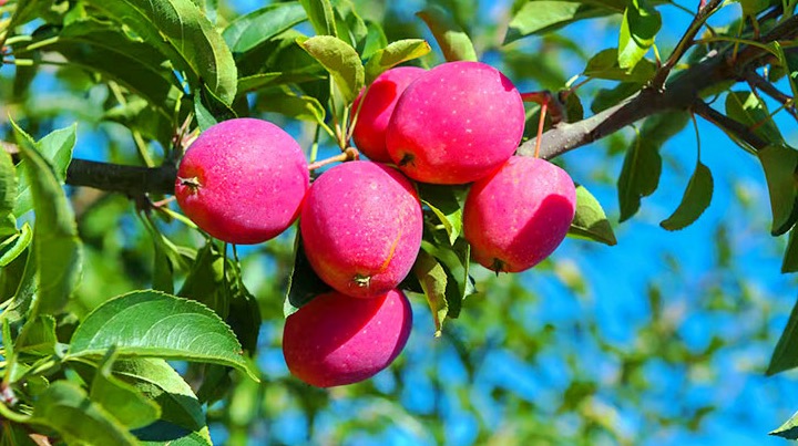 行進中國︱錦繡海棠“結錦繡”