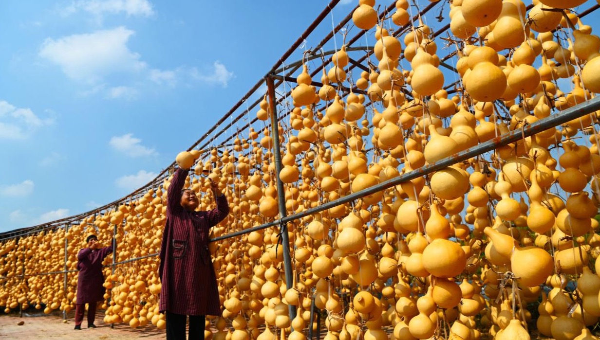 行進中國丨一根葫蘆藤蔓“牽”起的致富鏈