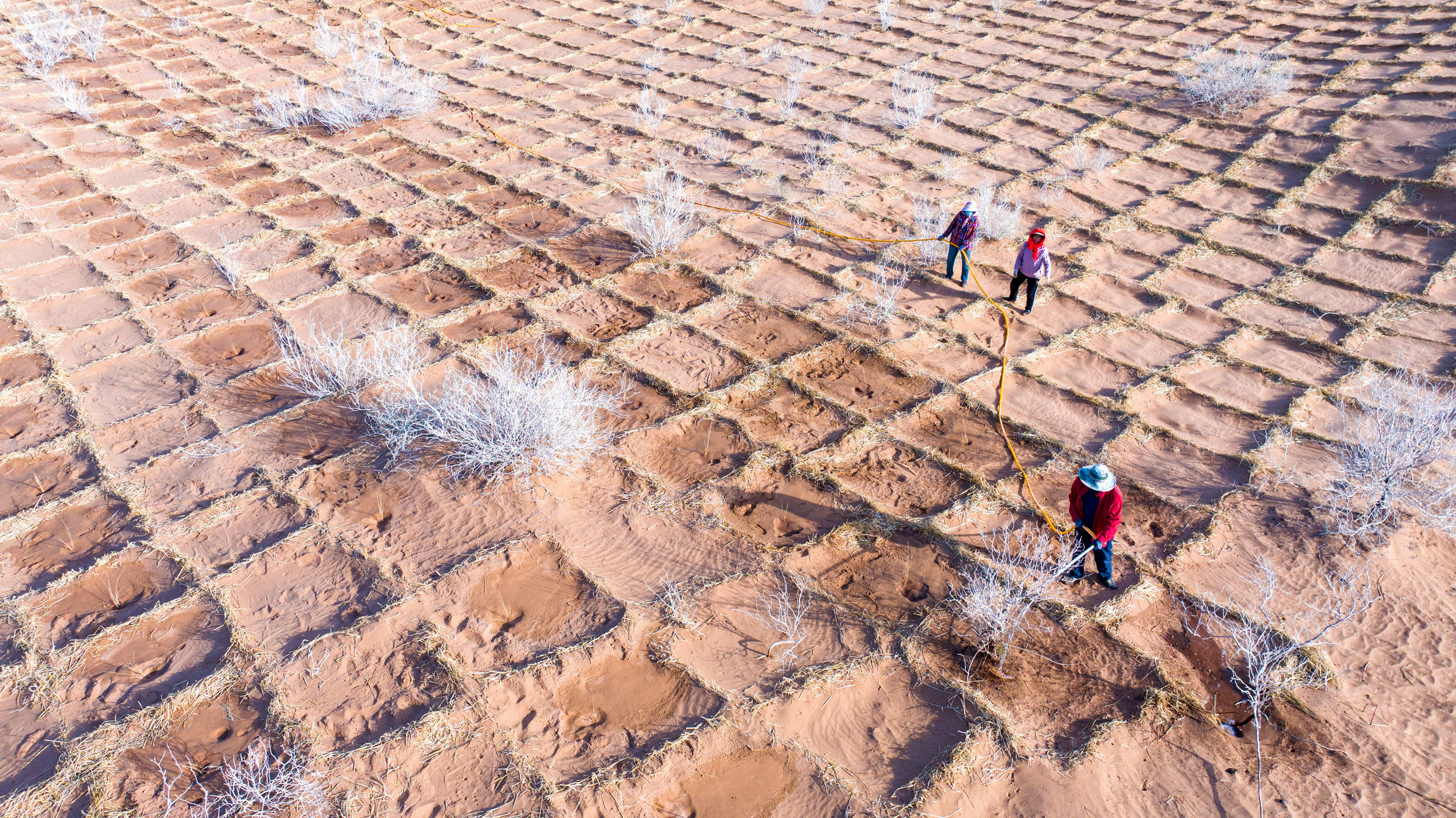 甘肃临泽：沙漠扩边增绿忙