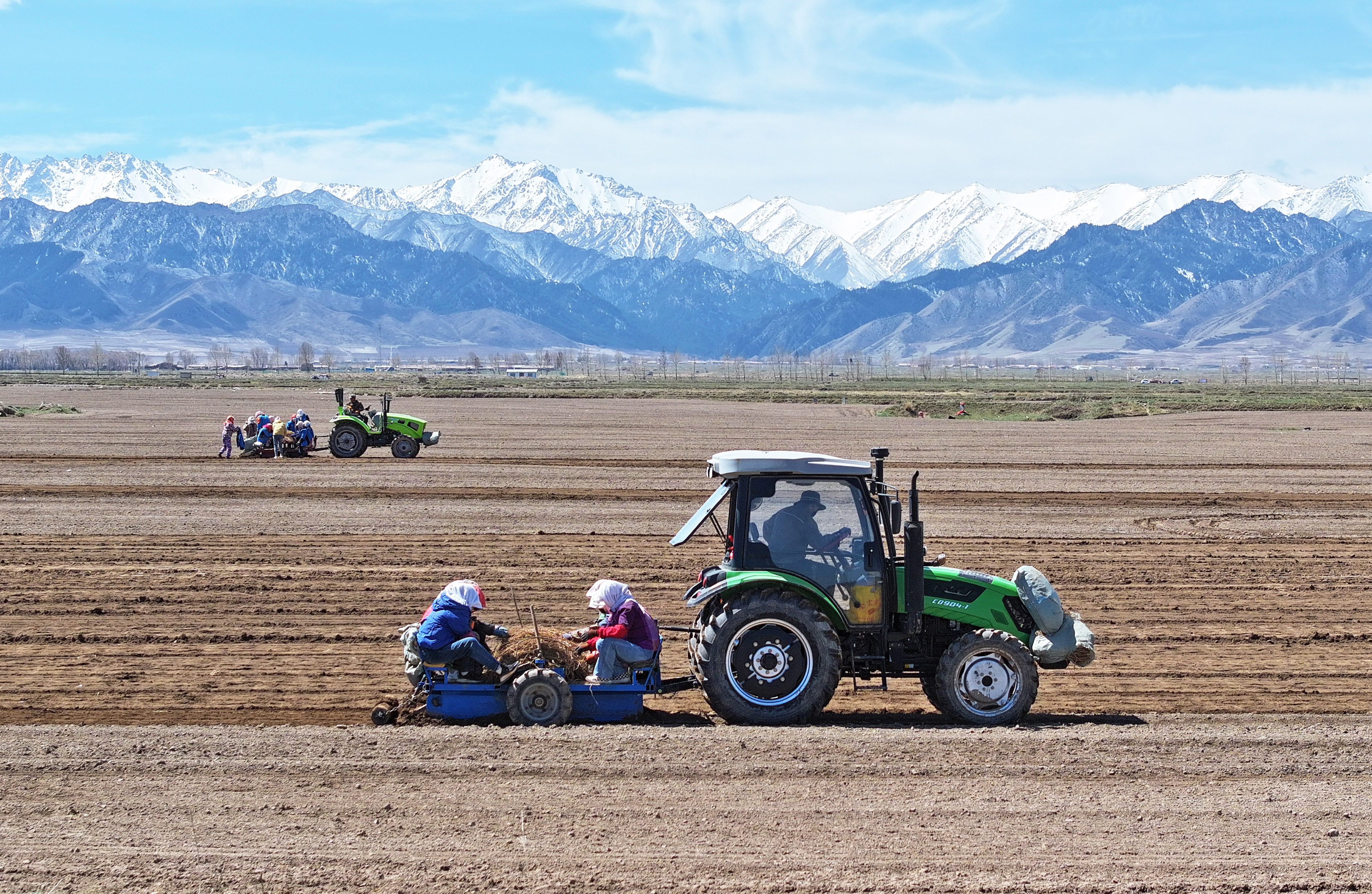 甘肃民乐：祁连山下种黄芪