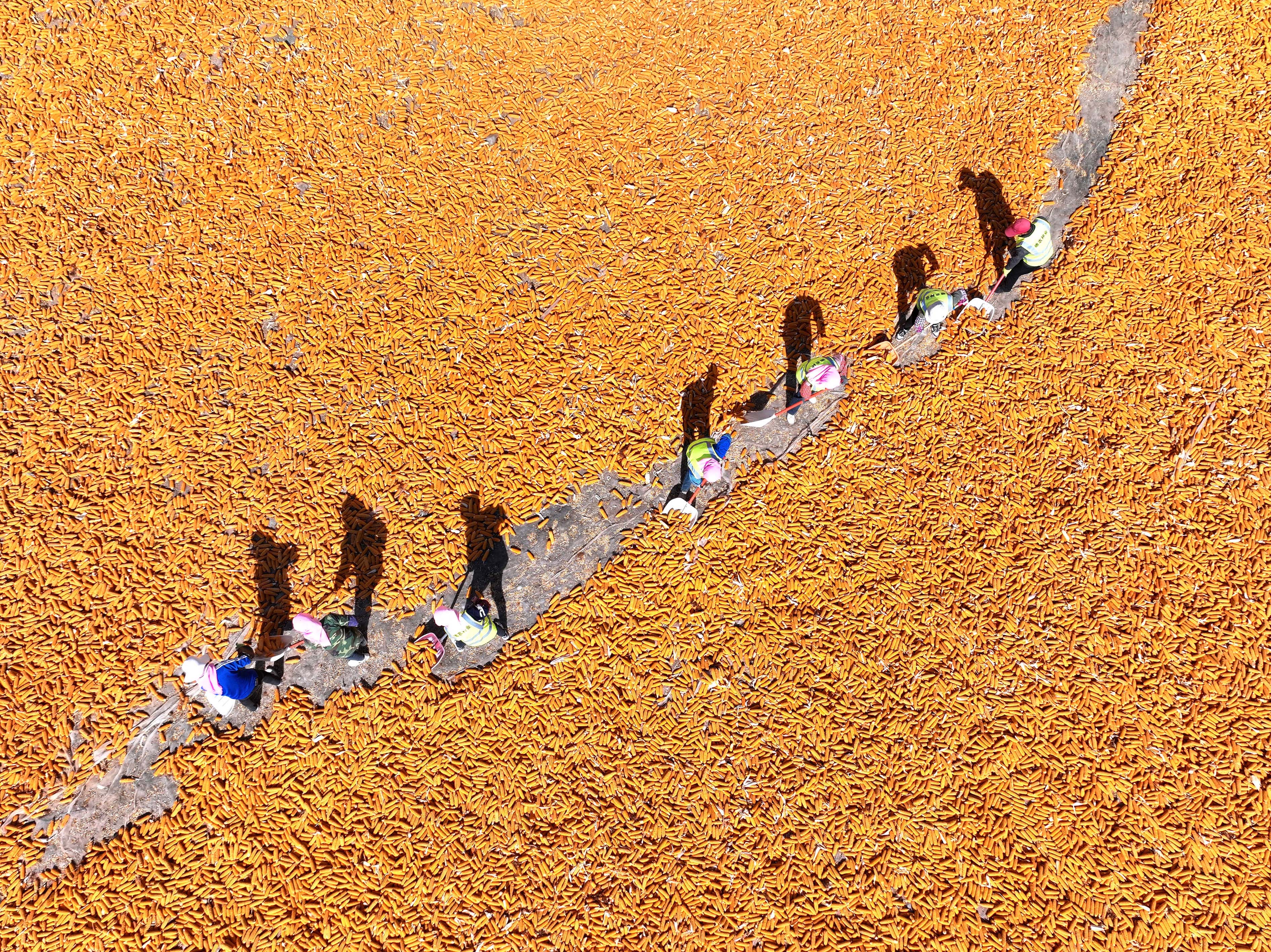 甘肃张掖：翻晒玉米种子