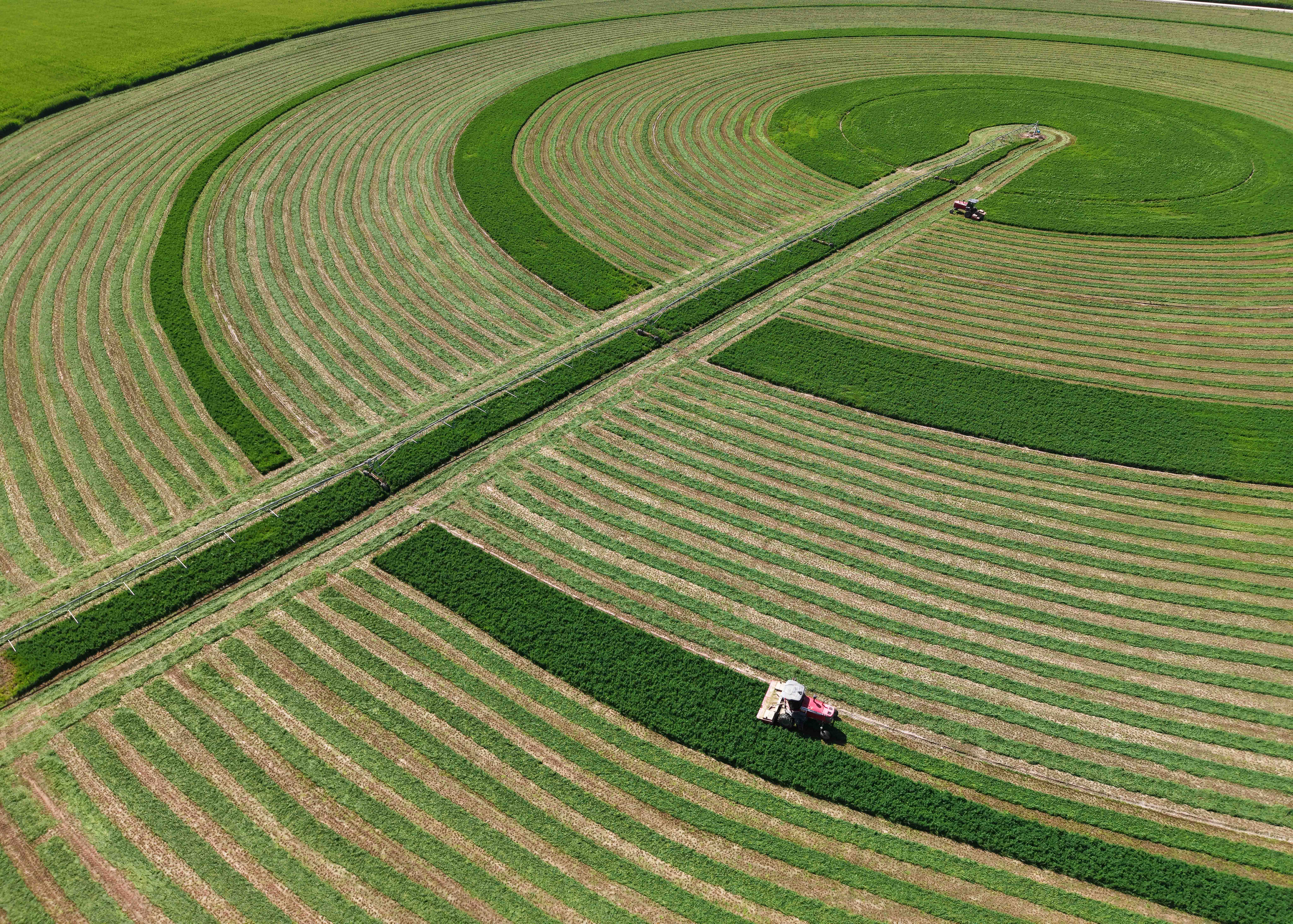甘肃张掖：苜蓿收割忙