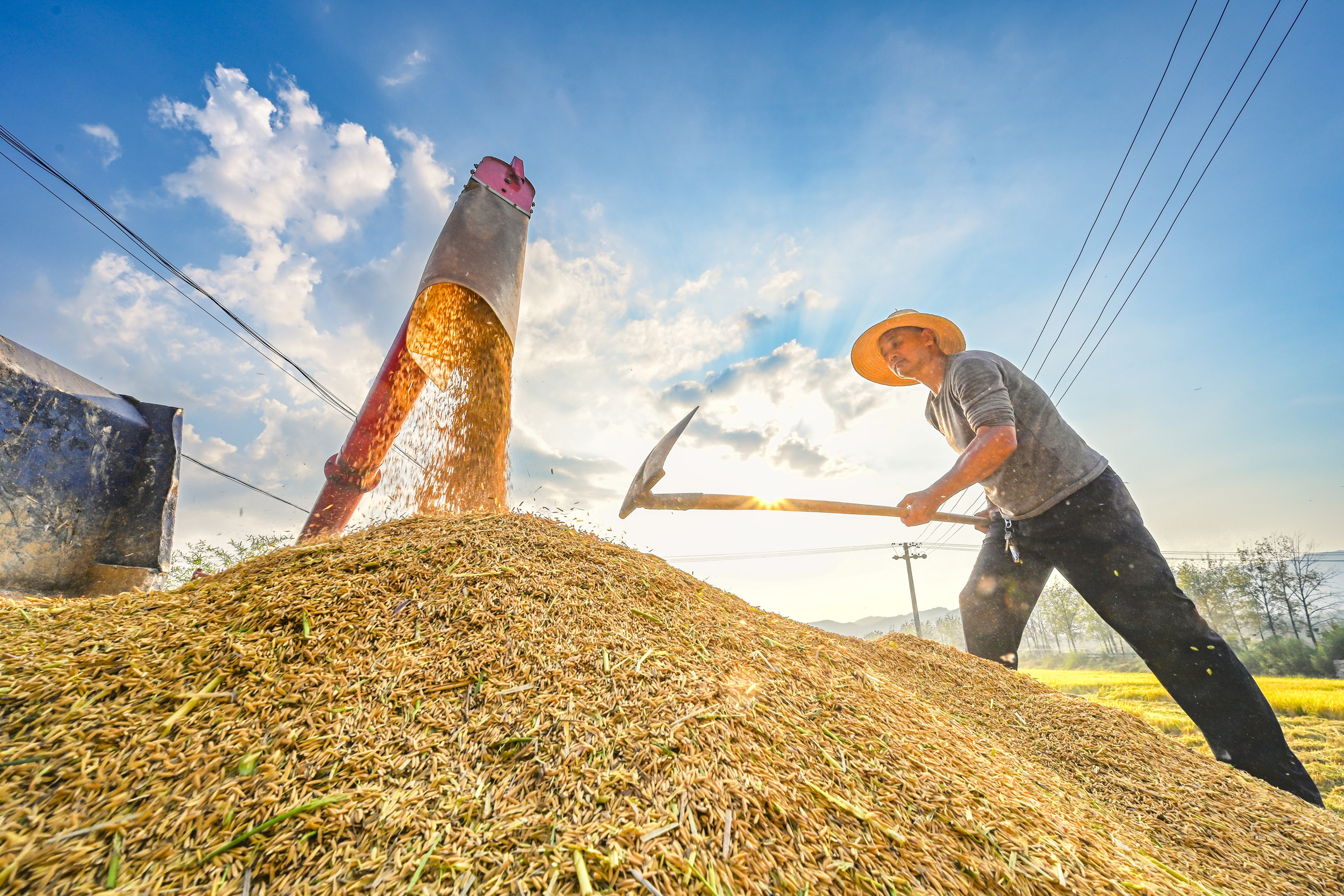 湖北英山：收割水稻