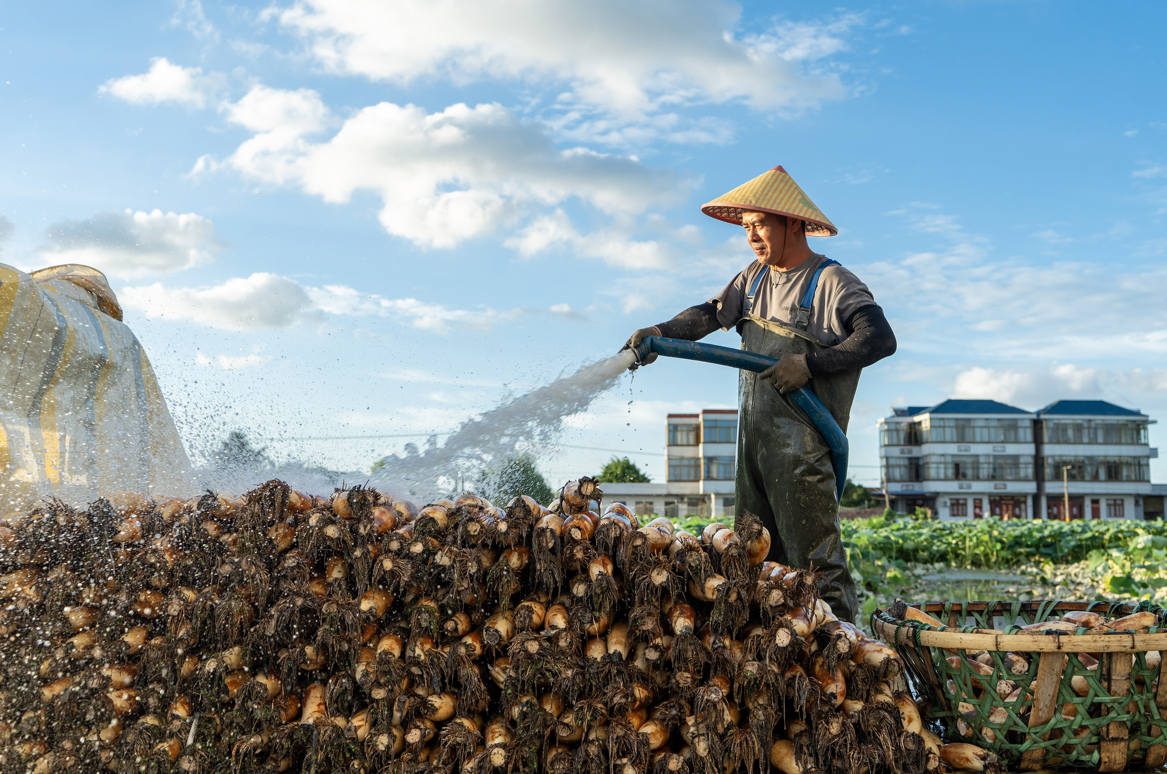 江苏南通：莲藕喜获丰收