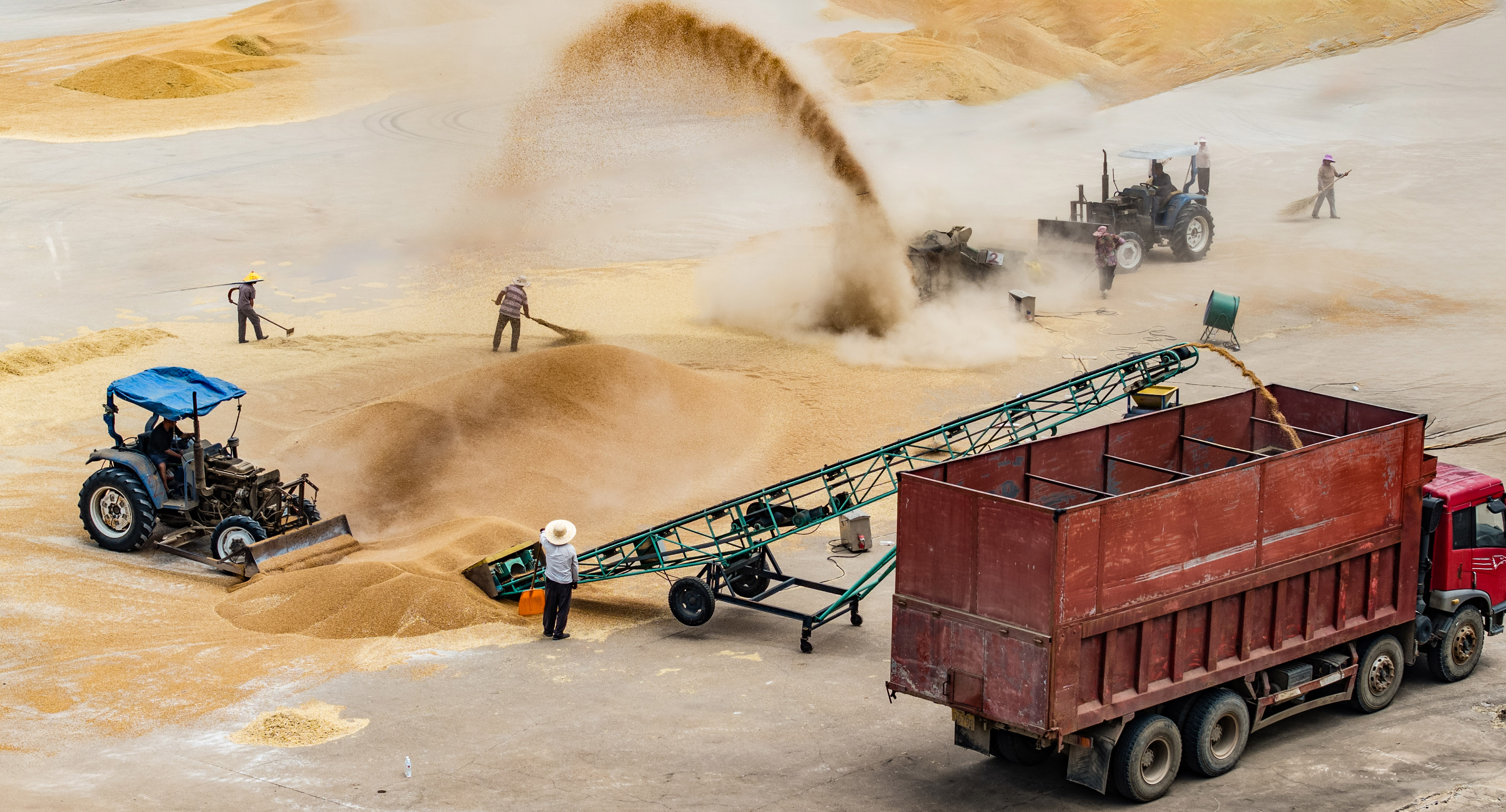 江苏泗洪：晾晒麦谷 颗粒归仓
