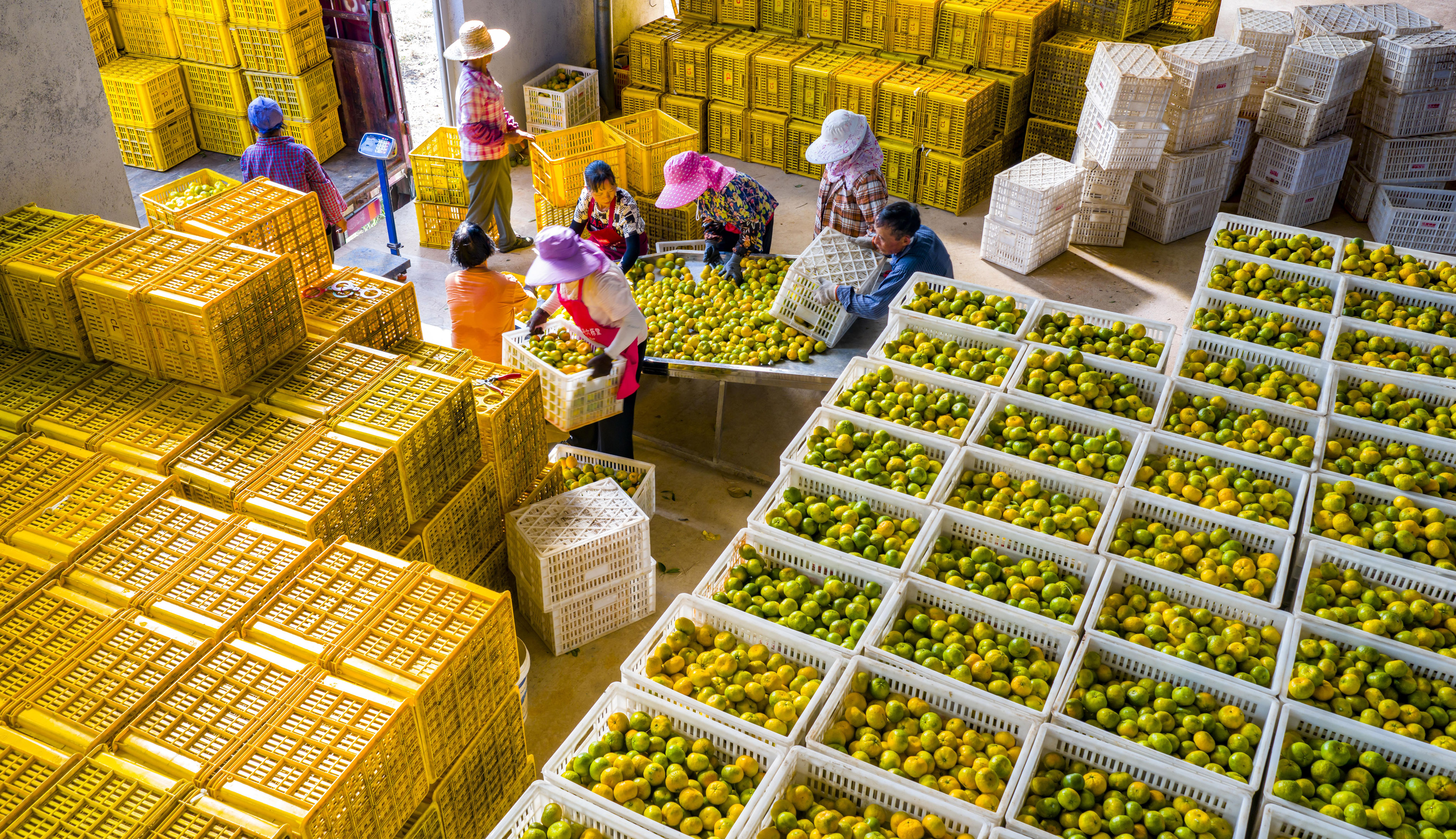 江西新余：收获蜜桔