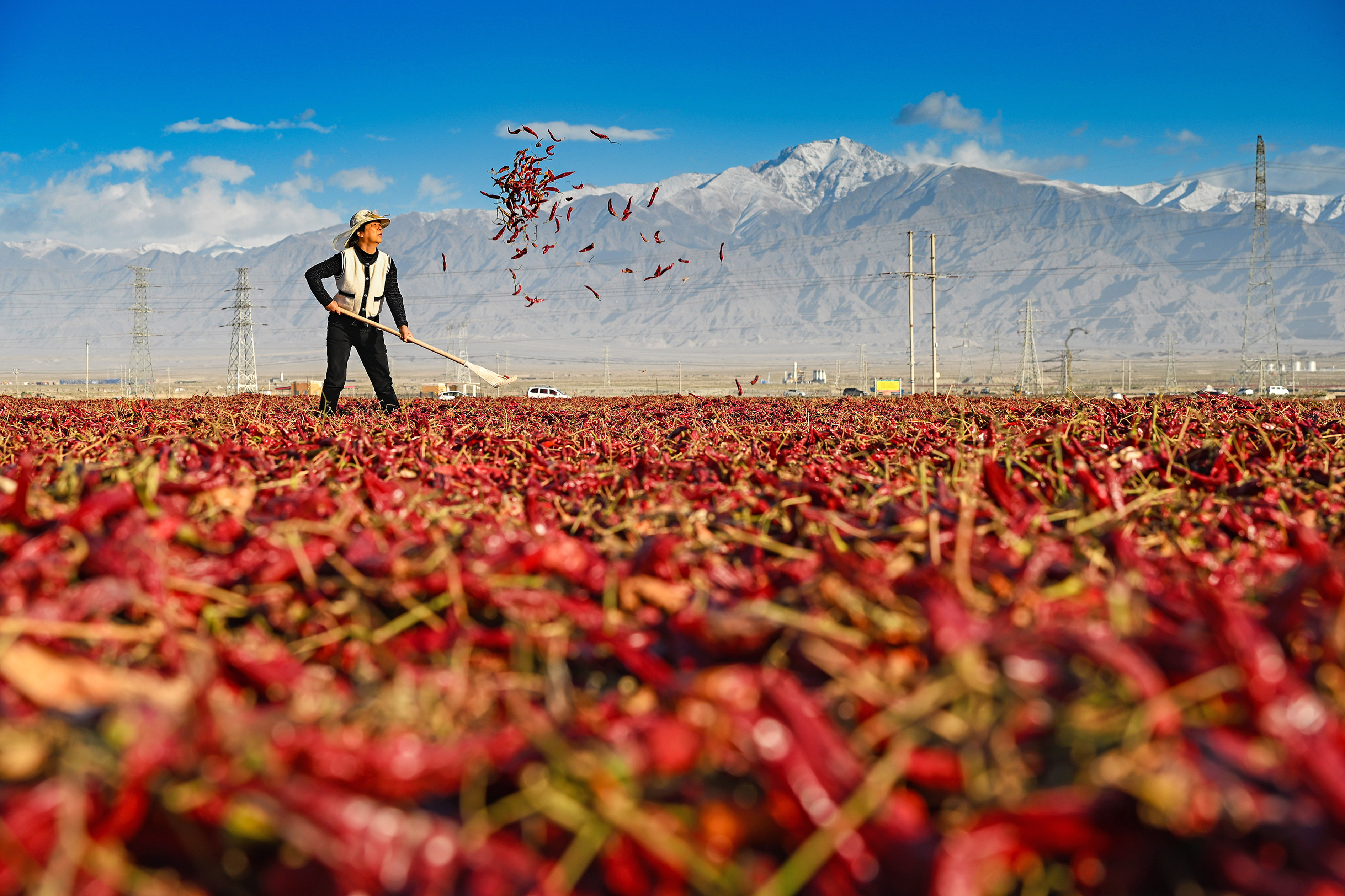 新疆兵团：辣椒丰收忙