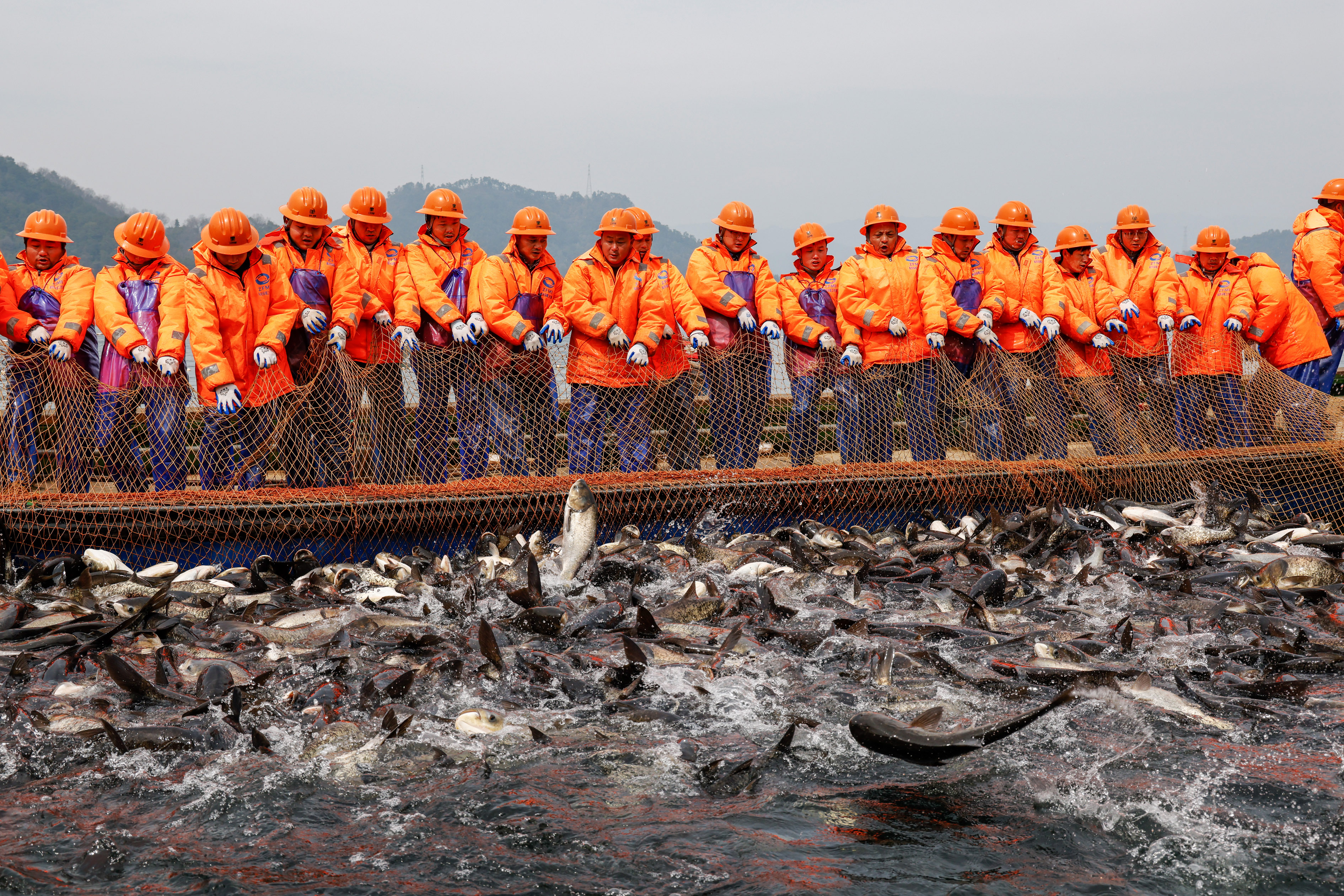 浙江淳安：千岛湖“巨网捕鱼”