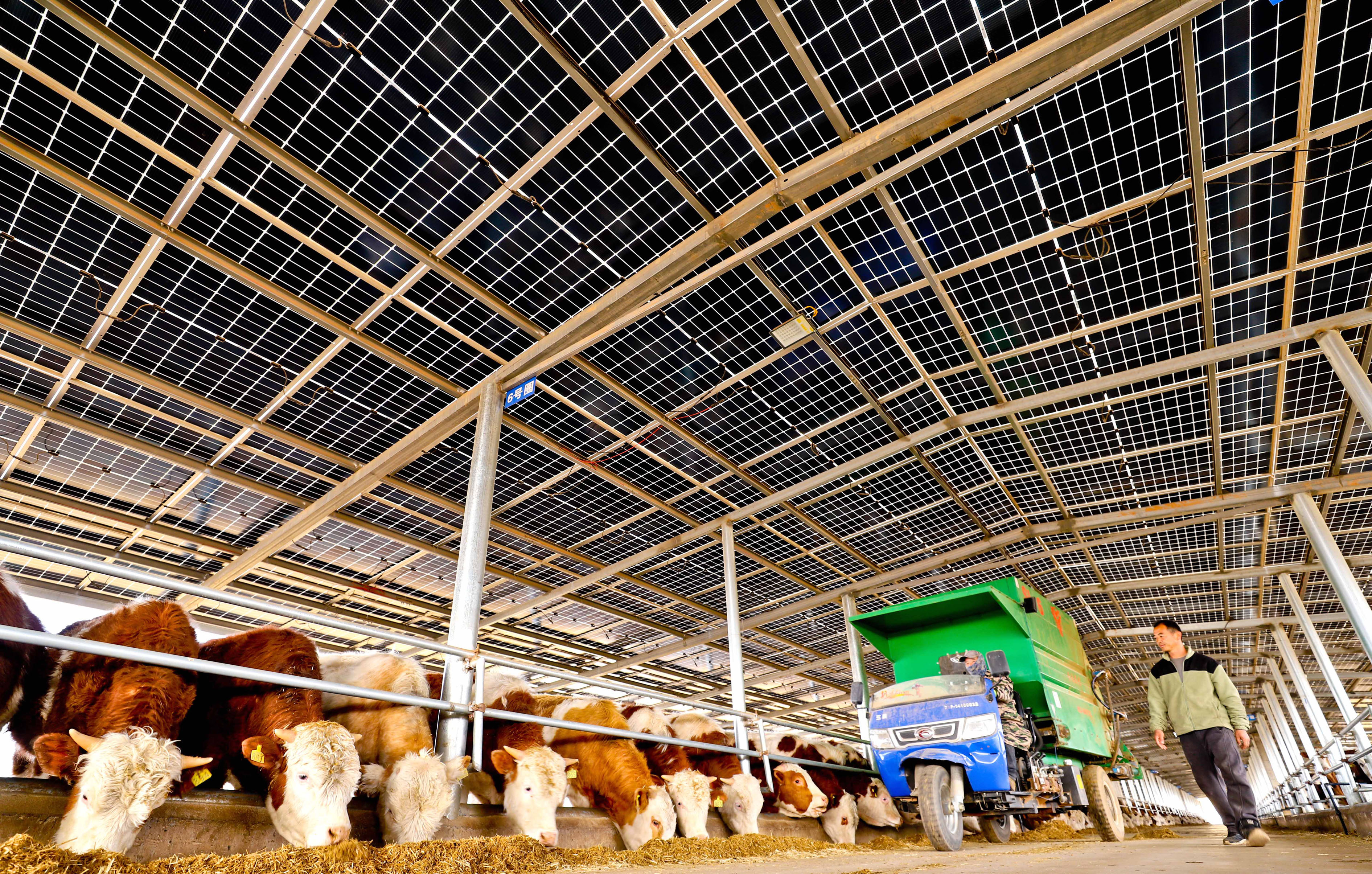 甘肃临泽：“牧光互补”助力经济发展