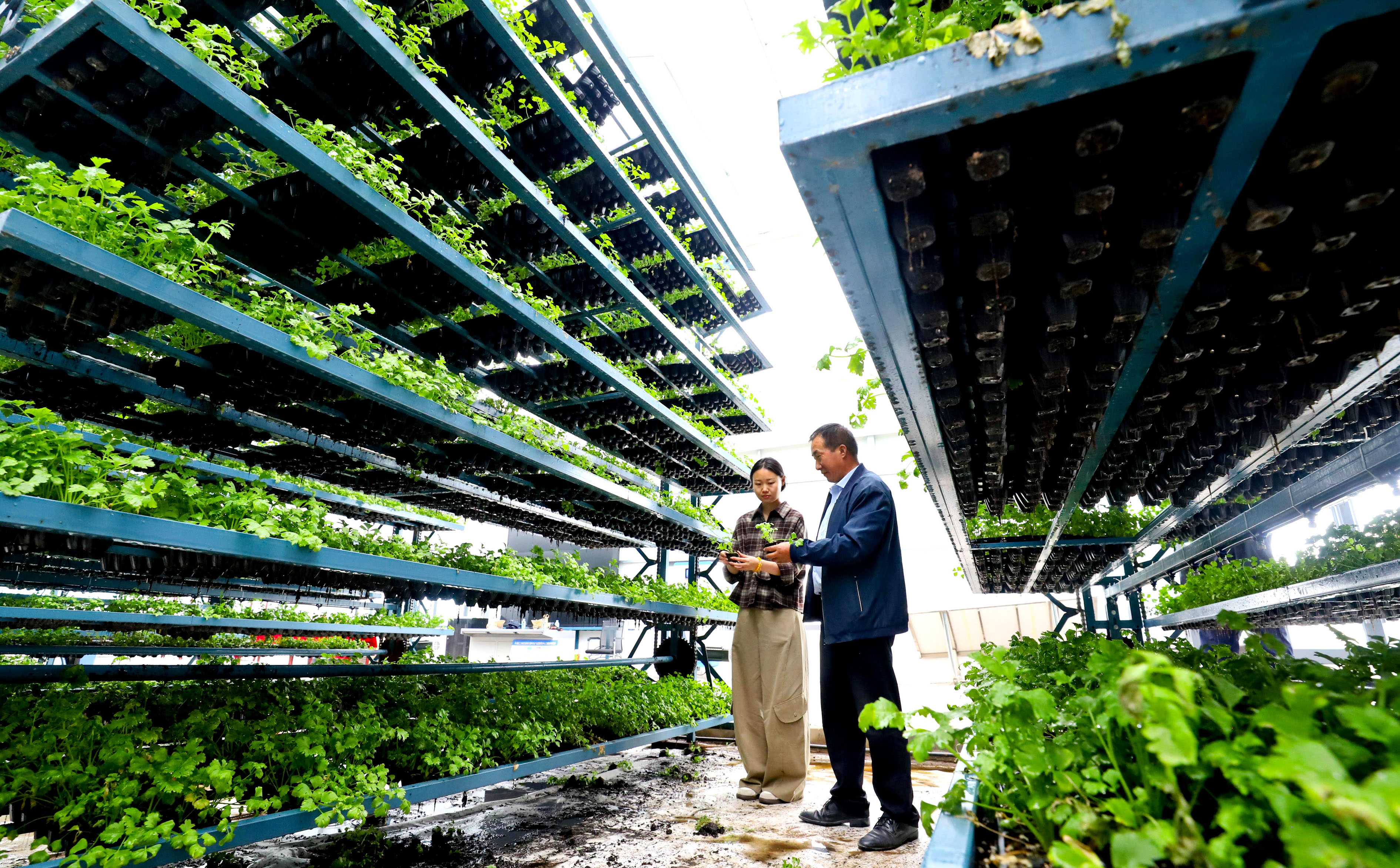 甘肃临泽：科技助力育苗