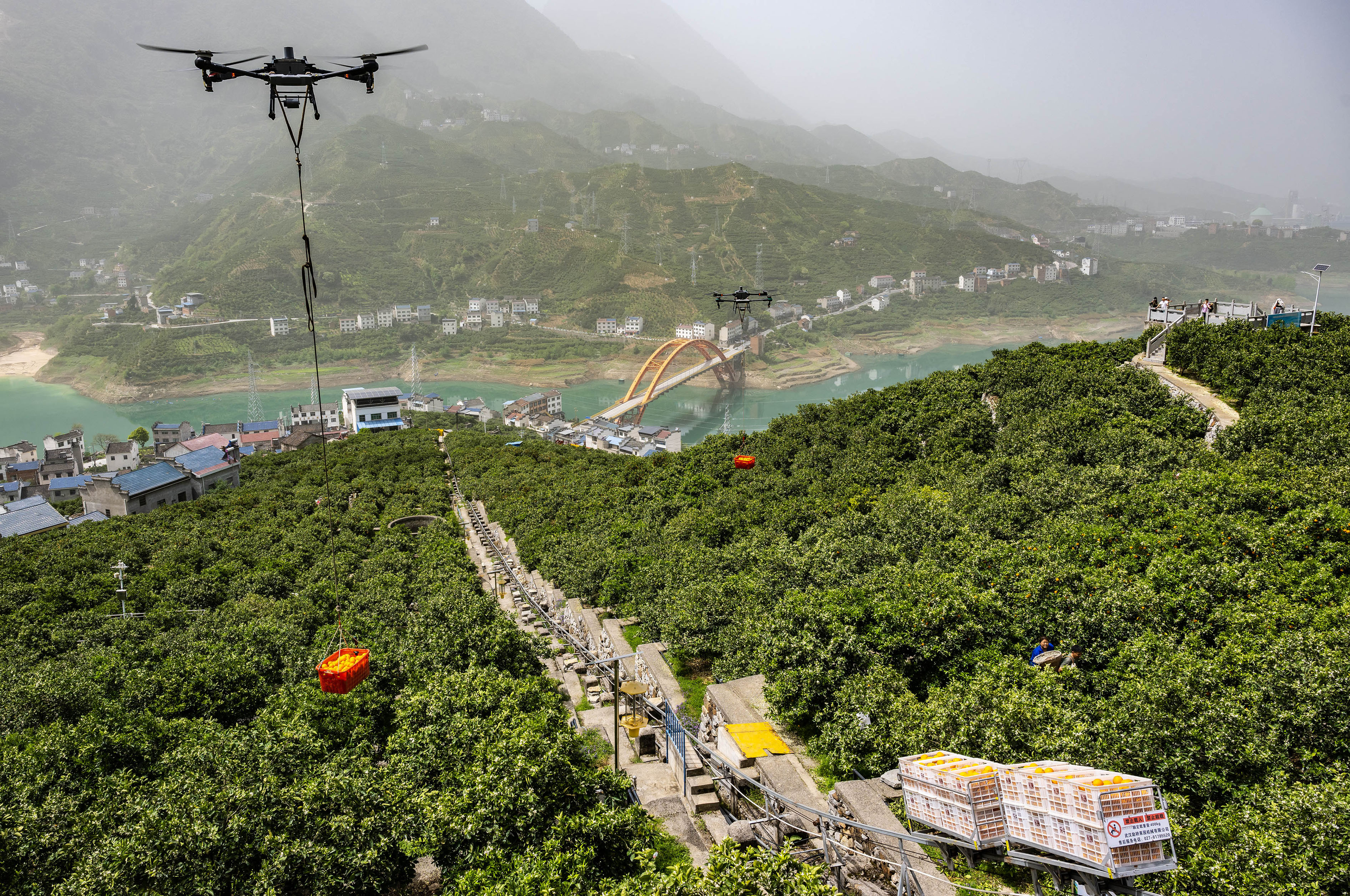 湖北秭归：科技赋能脐橙快速出山